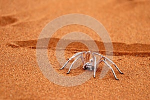 Dancing white lady spider - Namibia Africa