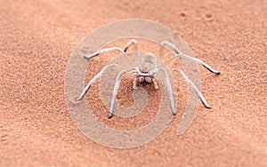 Dancing White Lady Spider, Namibia, Africa