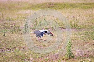 Dancing white stork. Beautiful gallant shadoof play hop