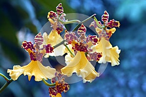 Dancing Yellow Orchids