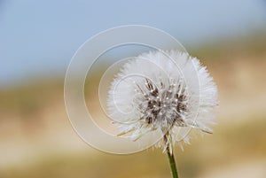 Dandelion