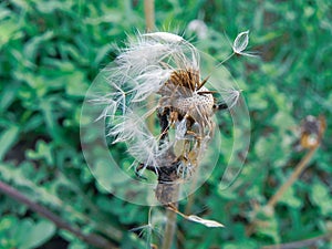 Dandelion