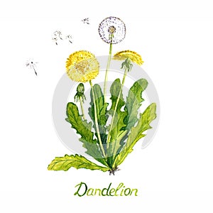 Dandelion