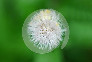 Dandelion