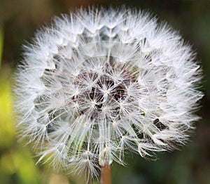 Dandelion