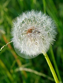Dandelion