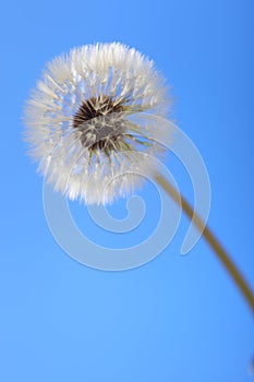 A Dandelion