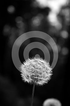 Dandelion