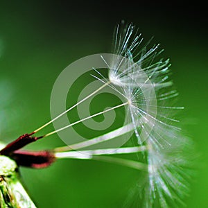 Dandelion