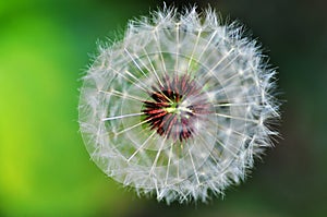 Dandelion