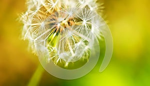 Dandelion