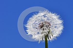 Dandelion