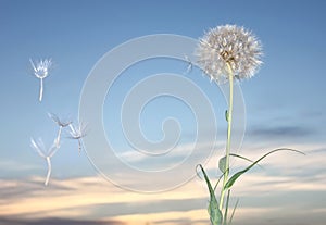 Dandelion