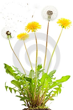 Dandelion