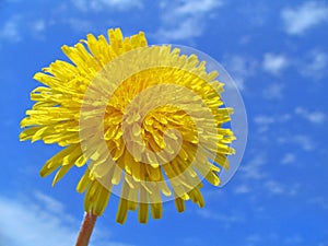 Dandelion