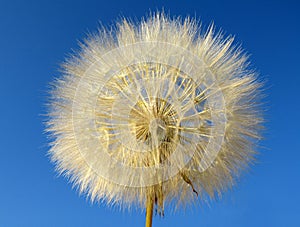 Dandelion