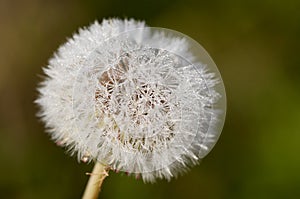 Dandelion