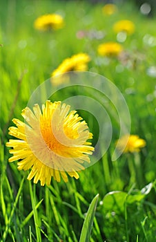 Dandelion