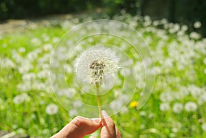 Dandelion