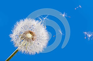 Dandelion