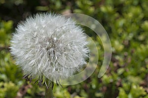 Diente de león 