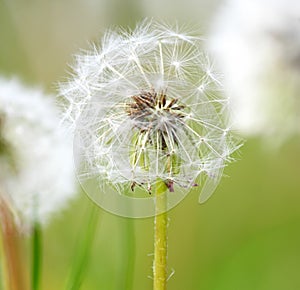 Dandelion