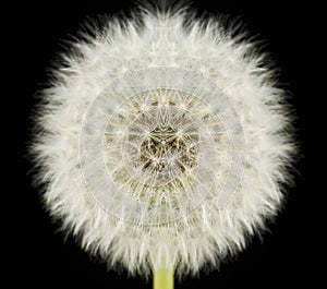 Dandelion.