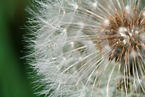 Dandelion