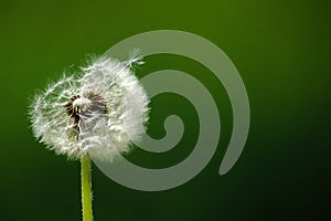 Dandelion