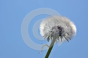 Dandelion