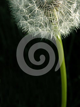 Dandelion 3