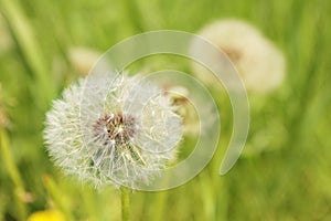 Dandelion