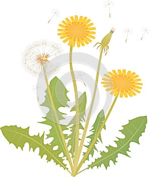 Dandelion