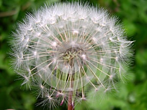 Dandelion