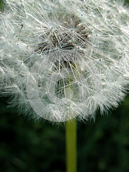 Dandelion