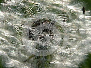 Dandelion