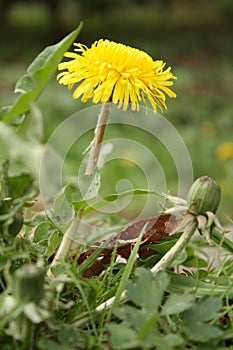 Dandelion