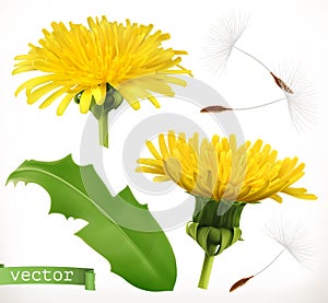 Dandelion, 3d vector icon set