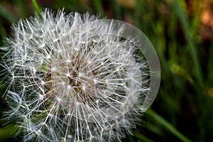 Dandelion