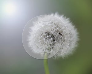 Dandelion