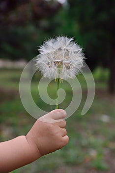 Dandelion