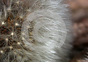 Dandelion