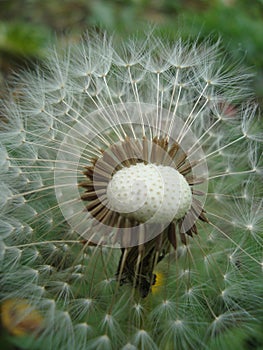 Dandelion