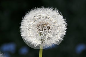 Dandelion