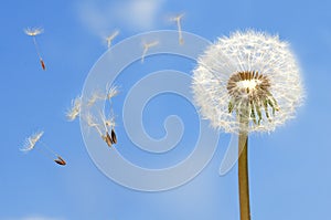 Dandelion