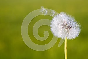 Dandelion