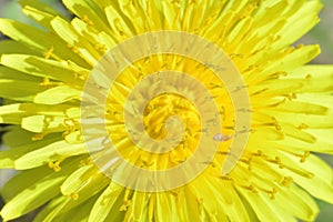 Dandelion