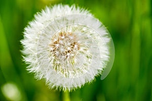 Dandelion