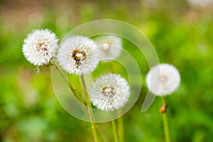 Dandelion