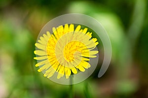 Dandelion